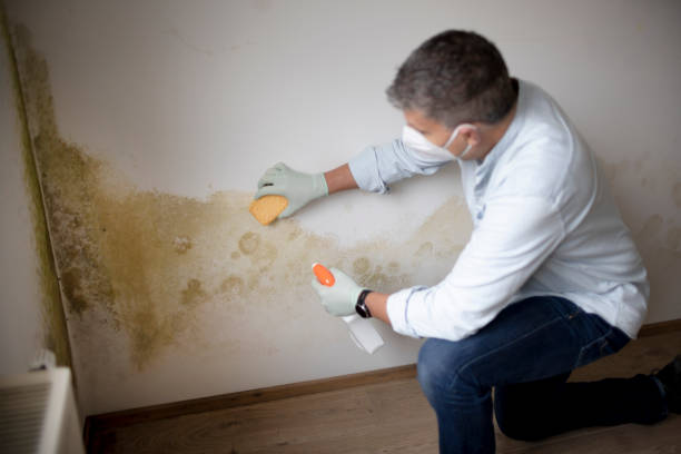 Best Industrial Mold Remediation  in Wye, MT