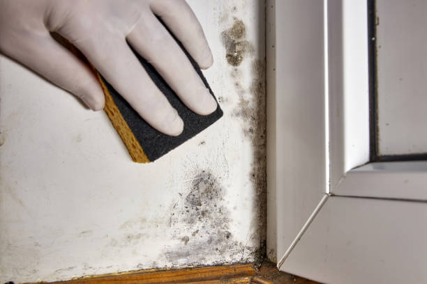 Best Mold Removal for HVAC Installations  in Wye, MT